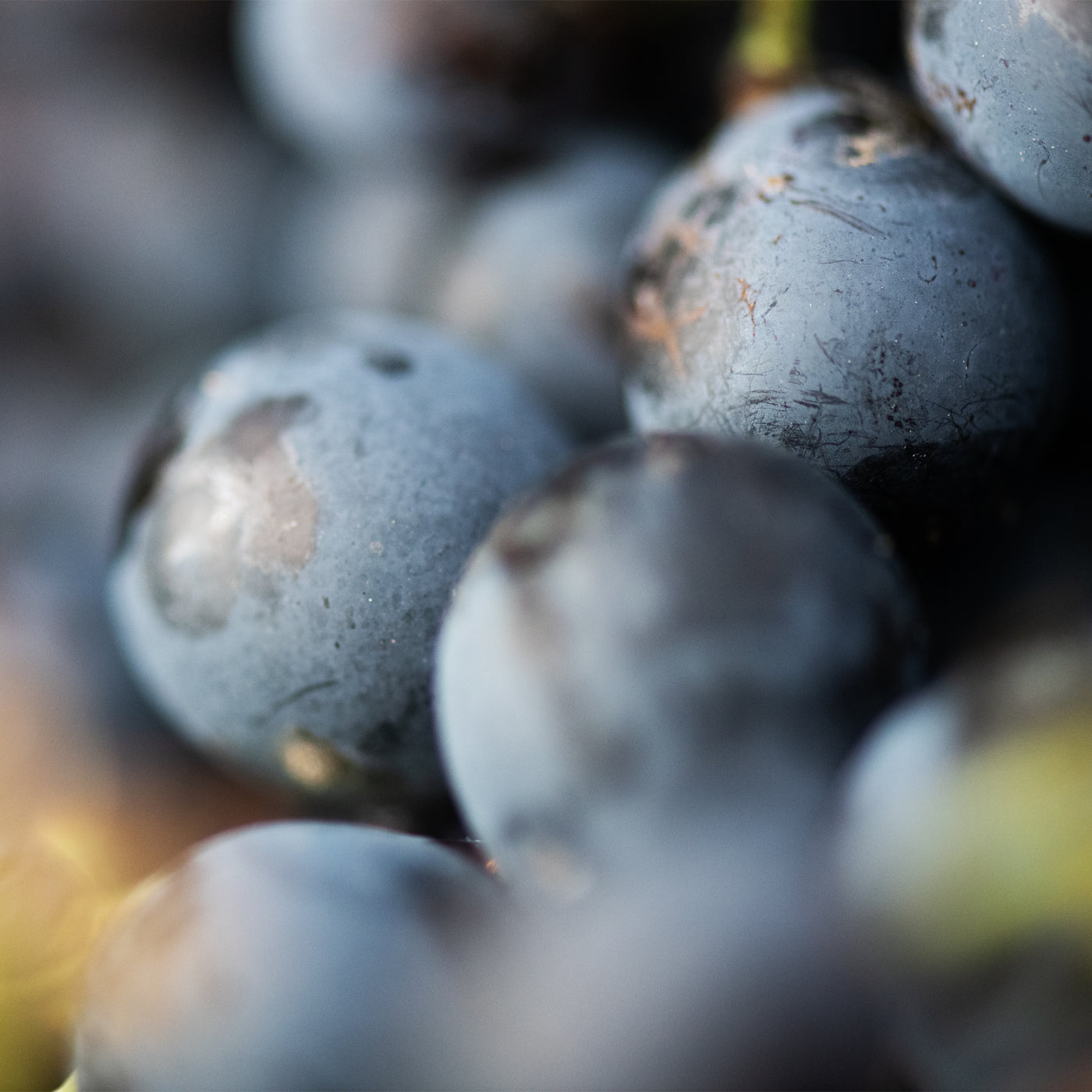 Beau Domaine by Brad Pitt & Famille Perrin